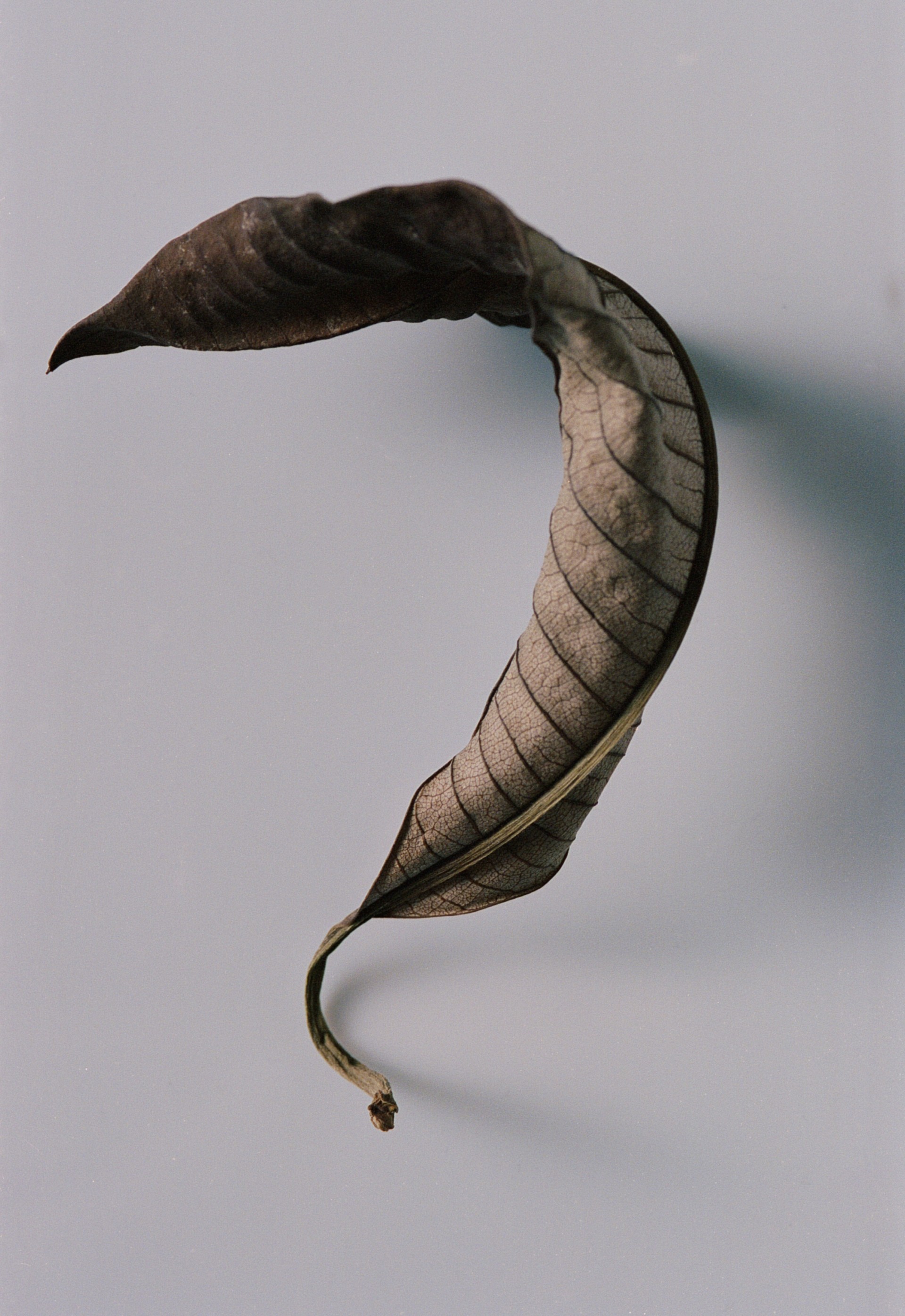 a fern specimen